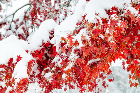 Maple Leaf with snow in early winter.