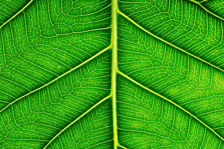 Close up of Green leaf texture Bo leaves on white background.の写真素材