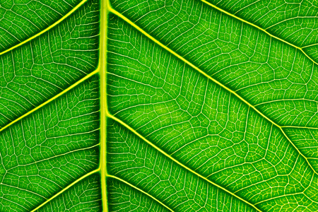 Close up of Green leaf texture Bo leaves on white background.の写真素材