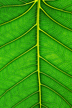 Close up of Green leaf texture Bo leaves on white background.の写真素材