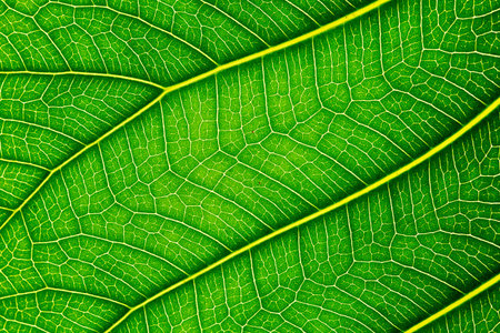 Close up of Green leaf texture Bo leaves on white background.