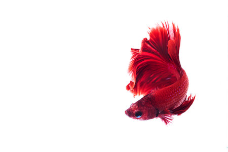 Red Siamese fighting fish, Betta on isolated white backgroundの写真素材
