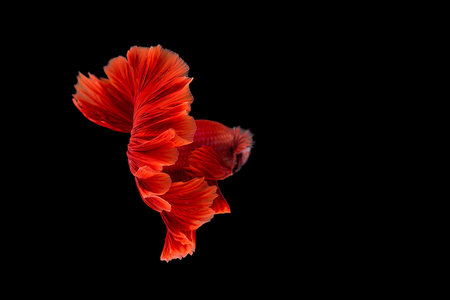 Red Siamese fighting fish, Betta on isolated black background.