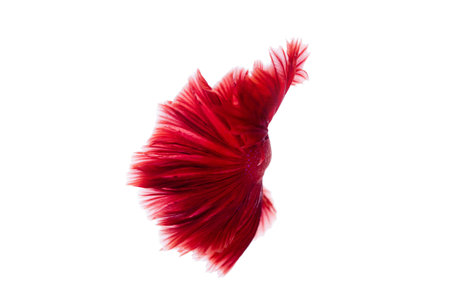 Capture the moving moment of red siamese fighting fish on white background. Dumbo betta fish
