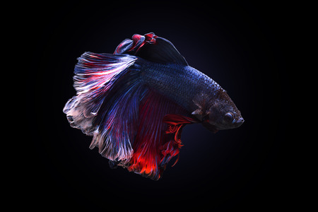Capture the moving moment of black blue siamese fighting fish on black background. Dumbo betta fishの写真素材