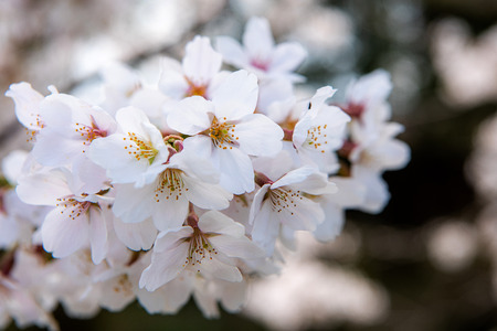 Beautiful cherry blossom sakura in spring timeの写真素材