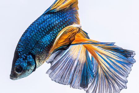 Blue yellow siamese fighting fish, betta fish isolated on gray background.の写真素材