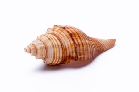 snail shells isolated on white background