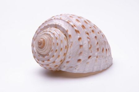 snail shells isolated on white background.