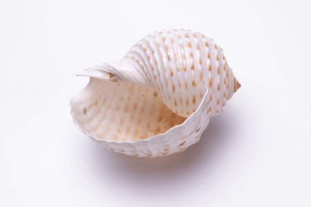 snail shells isolated on white background
