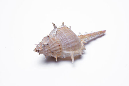 snail shells isolated on white background