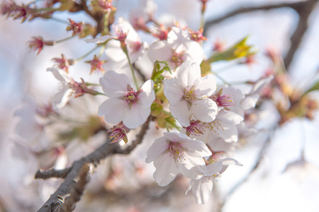 closed up of cherry blossom in japanese parkの写真素材