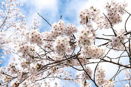 Beautiful cherry blossom sakura in spring time over blue sky.の写真素材