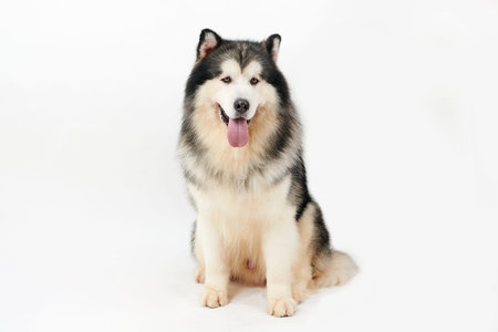 Alaskan Malamute dog on white background.