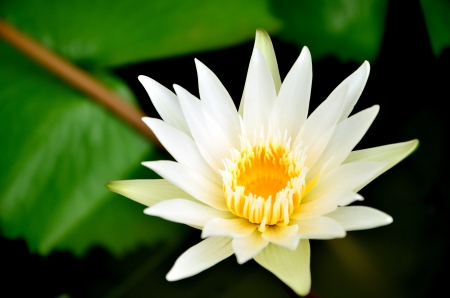 white lotusの写真素材