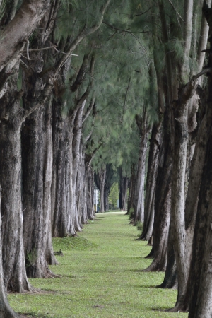 Pine の写真素材