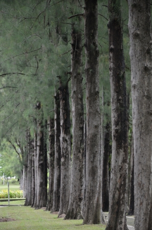 Pineの写真素材