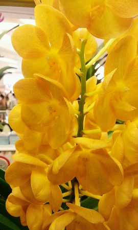 Orchidsの素材