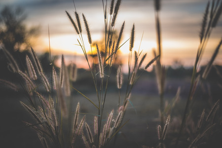 the feather pennisetumin the field at sunsetの写真素材