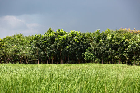 The rice fields in the background are rubber trees and the sky is cloudy with rain.
divided into equal layersの写真素材
