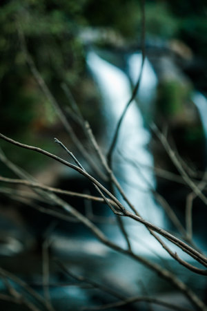 Dried branches in the background of a waterfallの写真素材