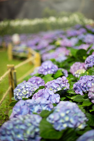 Hydrangea flowers in the garden, selective focus, shallow DOF.の写真素材
