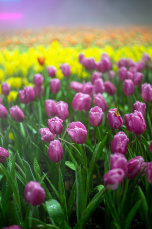 Tulips and daffodils in the morning mist.の写真素材