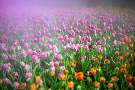 Colorful tulip flowers blooming in the garden with fog.の写真素材