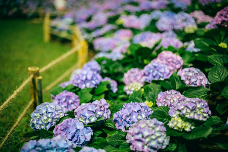 Hydrangea flowers in the garden, Hydrangea macrophyllaの写真素材