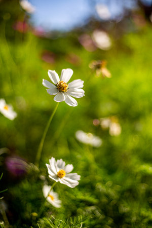 White cosmos flower in the garden with green grass background, Thailand.の写真素材