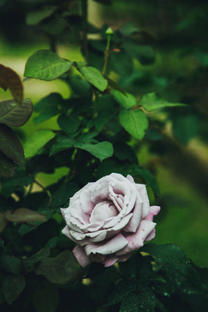 Beautiful purple rose in the garden, vintage style, soft focusの写真素材