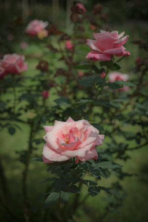 Pink roses in the garden, close up of flowers, nature backgroundの写真素材