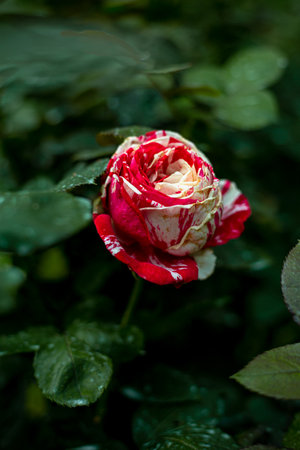 Beautiful red and white rose in the garden. Selective focus.の写真素材