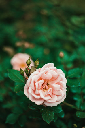 Beautiful pink roses in the garden. Shallow depth of field.の写真素材