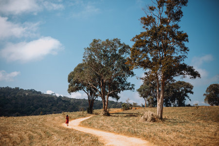 Beautiful woman walking in the field with trees and blue sky.の写真素材