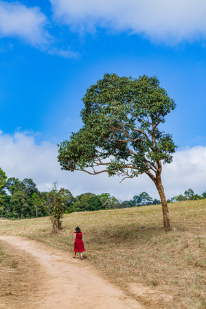 Little girl in red dress walking on the road to the tree.の写真素材