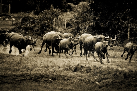 Thai Buffalo runningの写真素材