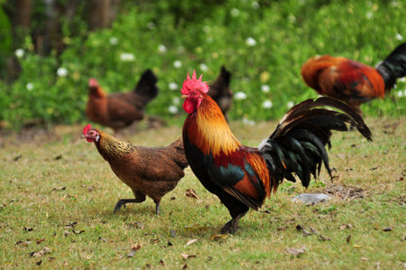 Chicken family