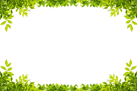 leaves frame isolated on white background leaves frame isolated on white background