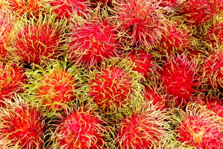Fresh Rambutan sweet delicious fruit of Thailandの写真素材