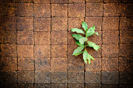 Tree growing up between brick pavementの写真素材