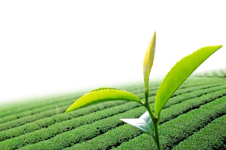 Green tea leaf in the  tea plantの写真素材