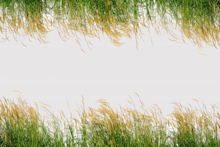 Green grass isolated on whiteの写真素材