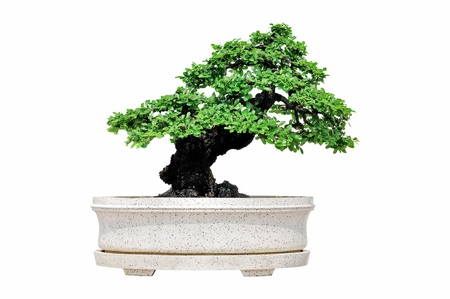 Bonsai tree isolated on white backgroundの写真素材