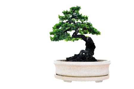 Bonsai tree isolated on white backgroundの写真素材