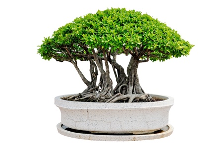 Bonsai tree isolated on white backgroundの写真素材