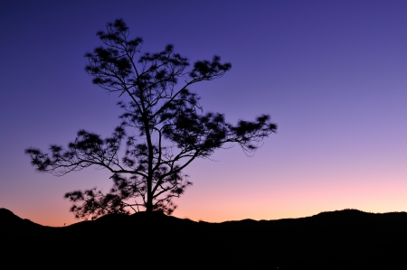 Sunset or sunrise with silhouette of pine treesの写真素材