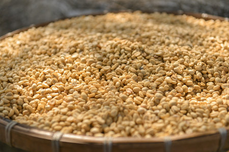Close up shot of unroasted coffee beans background. Shoot with natural morning light.