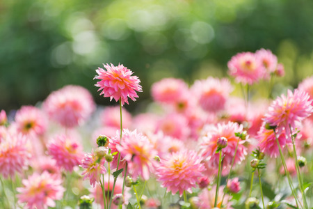 Dahlia flower close-up in the garden.の写真素材
