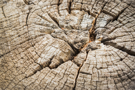 Close up Texture of tree stump - Section of the trunk with annual ringsの写真素材